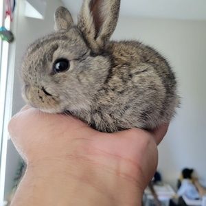 Meet your Posher, Joshua